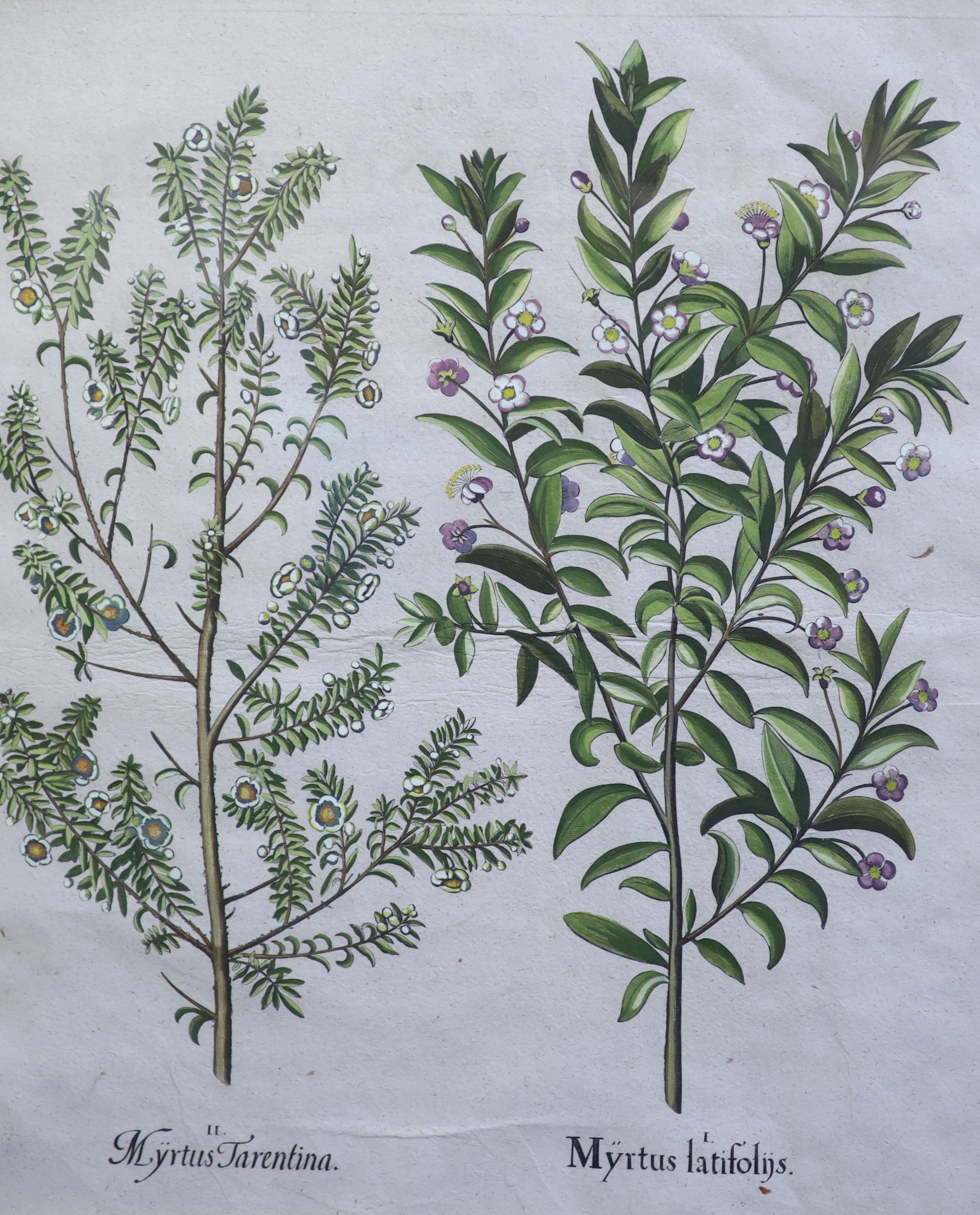 Basilius Besler (1561-1629), Martagon Imperiale Molchatum, Myrtus Tarentina, Myrtus Latifolns, Calendula Prolifera, Tanacetum Inodorum, Flore Belli and Reseda Plinn, Five engravings with handcolouring printed on laid pap
